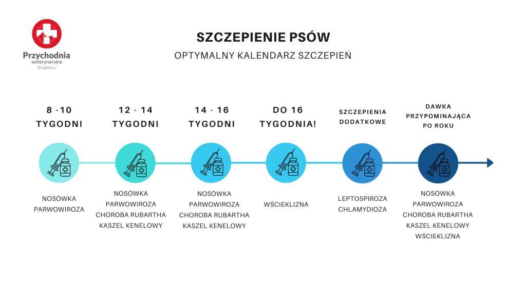 Szczepienia psów