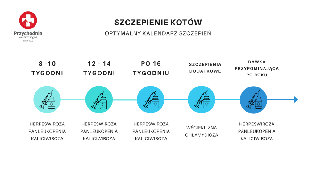 Szczepienia kotów